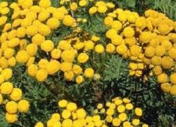 worm tansy