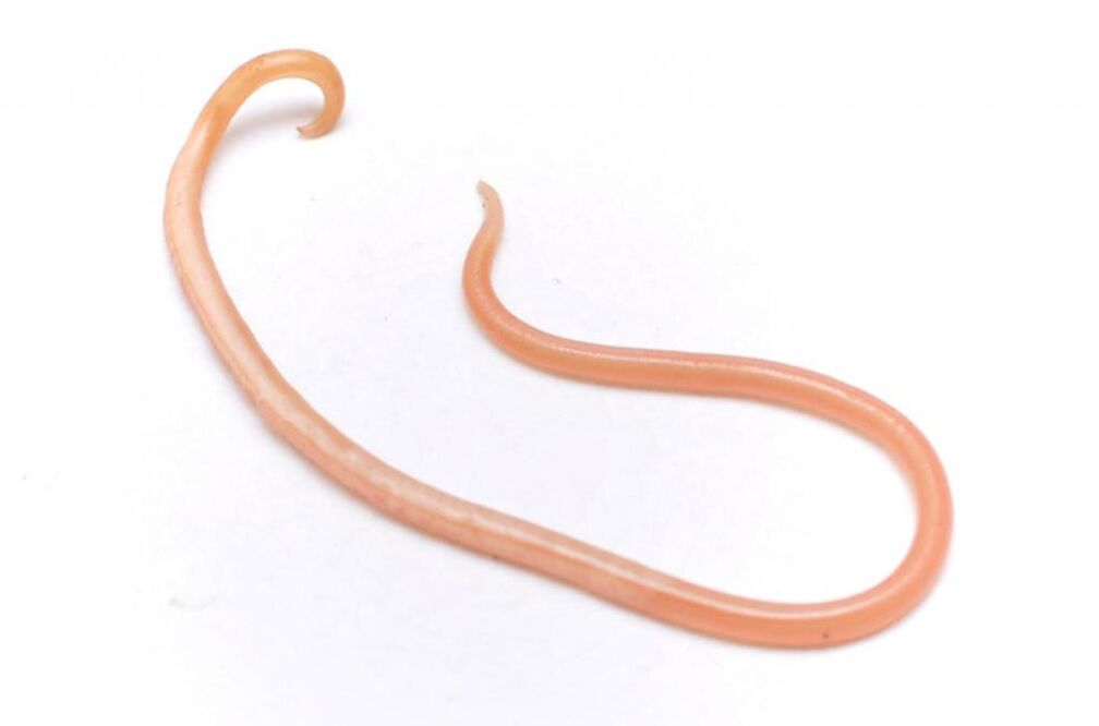 Ascaris is one of the most popular worms