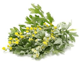 Cleaning Wormwood from the body