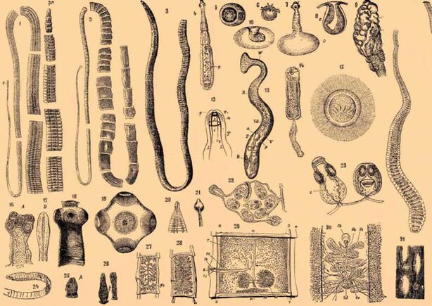 Class of parasites in gelminths