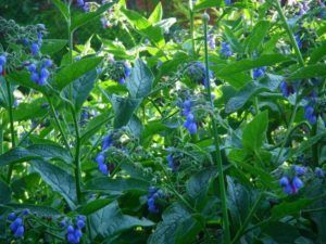 comfrey to clean the body of parasites