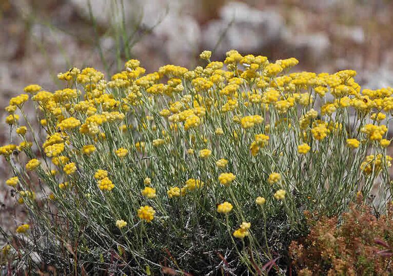 Immortelle helps in the fight against parasites
